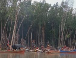 Hutan Bakau Tanjung Niur Dikuasai Para Penambang, Masyarakat Pertanyakan Ketegasan APH Bangka Barat