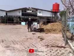 Penikmat Keberadaan Penangkaran Sapi Lestari Farm, Cuma Kelompok Tertentu, Bukan Masyarakat Yang Terdampak