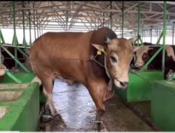 Terkait Keberadaan Kandang Penggemukan Sapi Milik Lestari Farm, Di keluhkan Masyarakat, Pihak Pengelola Kandang Sambangi Kantor Kecamatan Solear